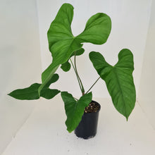 Load image into Gallery viewer, Large Anthurium Balaoanum