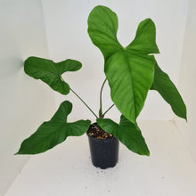 Load image into Gallery viewer, Large Anthurium Balaoanum