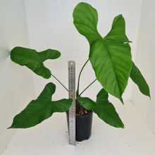 Load image into Gallery viewer, Large Anthurium Balaoanum