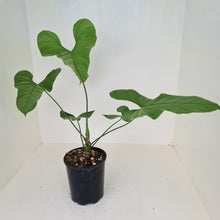 Load image into Gallery viewer, Large Anthurium Balaoanum