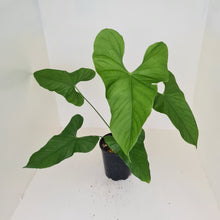 Load image into Gallery viewer, Large Anthurium Balaoanum