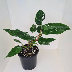 Philodendron White Princess