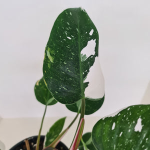 Philodendron White Princess