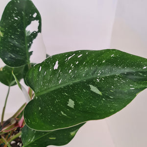 Philodendron White Princess