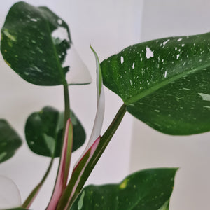 Philodendron White Princess