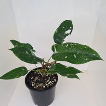 Load image into Gallery viewer, Philodendron White Princess