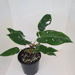 Philodendron White Princess