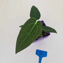 Load image into Gallery viewer, #2 Anthurium Magnificum Hybrid x - Seedling