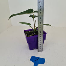 Load image into Gallery viewer, #2 Anthurium Magnificum Hybrid x - Seedling