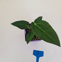Load image into Gallery viewer, #2 Anthurium Magnificum Hybrid x - Seedling
