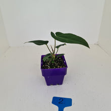 Load image into Gallery viewer, #2 Anthurium Magnificum Hybrid x - Seedling