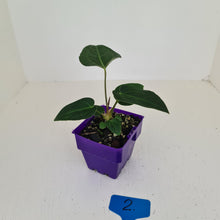 Load image into Gallery viewer, #2 Anthurium Magnificum Hybrid x - Seedling