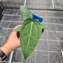 Load image into Gallery viewer, #2 Anthurium Magnificum Hybrid x - Seedling