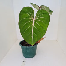 Load image into Gallery viewer, #2 Philodendron Gloriosum