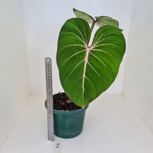 Load image into Gallery viewer, #2 Philodendron Gloriosum