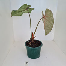 Load image into Gallery viewer, #2 Philodendron Gloriosum