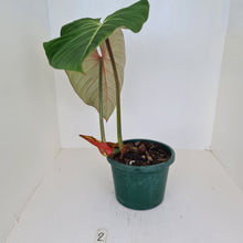 Load image into Gallery viewer, #2 Philodendron Gloriosum