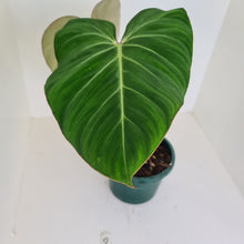 Load image into Gallery viewer, #2 Philodendron Gloriosum