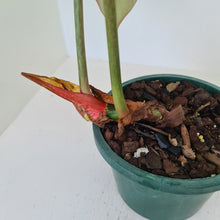 Load image into Gallery viewer, #2 Philodendron Gloriosum
