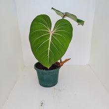Load image into Gallery viewer, #2 Philodendron Gloriosum