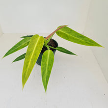 Load image into Gallery viewer, Philodendron Lemon Twist