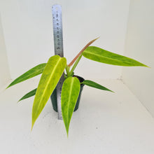 Load image into Gallery viewer, Philodendron Lemon Twist