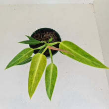 Load image into Gallery viewer, Philodendron Lemon Twist