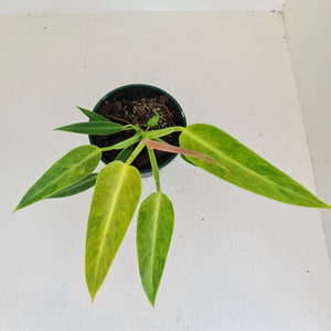 Philodendron Lemon Twist