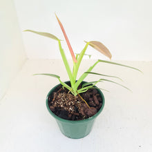 Load image into Gallery viewer, Philodendron Lemon Twist