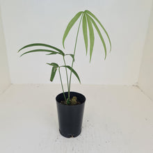 Load image into Gallery viewer, Anthurium Polydactylum - Well rooted cutting