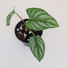 Load image into Gallery viewer, Philodendron Mamei - Rooted/shot cutting