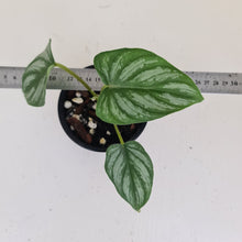 Load image into Gallery viewer, Philodendron Mamei - Rooted/shot cutting