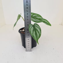 Load image into Gallery viewer, Philodendron Mamei - Rooted/shot cutting