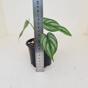 Philodendron Mamei - Rooted/shot cutting