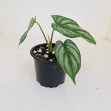 Load image into Gallery viewer, Philodendron Mamei - Rooted/shot cutting