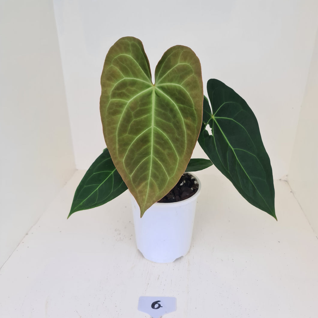 #6 Anthurium 'Velvet Shadow'