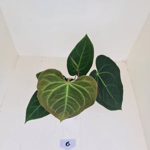 #6 Anthurium 'Velvet Shadow'