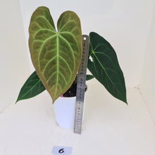 Load image into Gallery viewer, #6 Anthurium &#39;Velvet Shadow&#39;