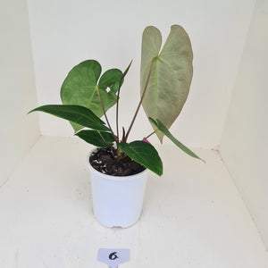 #6 Anthurium 'Velvet Shadow'