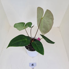 Load image into Gallery viewer, #6 Anthurium &#39;Velvet Shadow&#39;