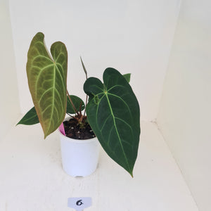 #6 Anthurium 'Velvet Shadow'