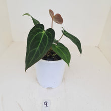 Load image into Gallery viewer, #9 Anthurium &#39;Velvet Shadow&#39;