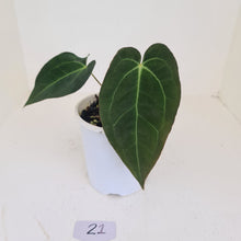 Load image into Gallery viewer, #21 Anthurium &#39;Velvet Shadow&#39;