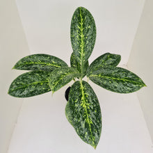 Load image into Gallery viewer, Aglaonema &#39;Milky Way&#39;