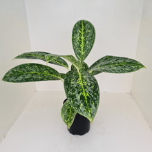 Load image into Gallery viewer, Aglaonema &#39;Milky Way&#39;