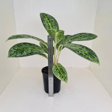 Load image into Gallery viewer, Aglaonema &#39;Milky Way&#39;