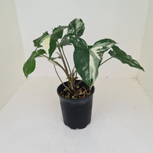 Load image into Gallery viewer, Syngonium &#39;Fantasy&#39;