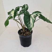 Load image into Gallery viewer, Syngonium &#39;Fantasy&#39;