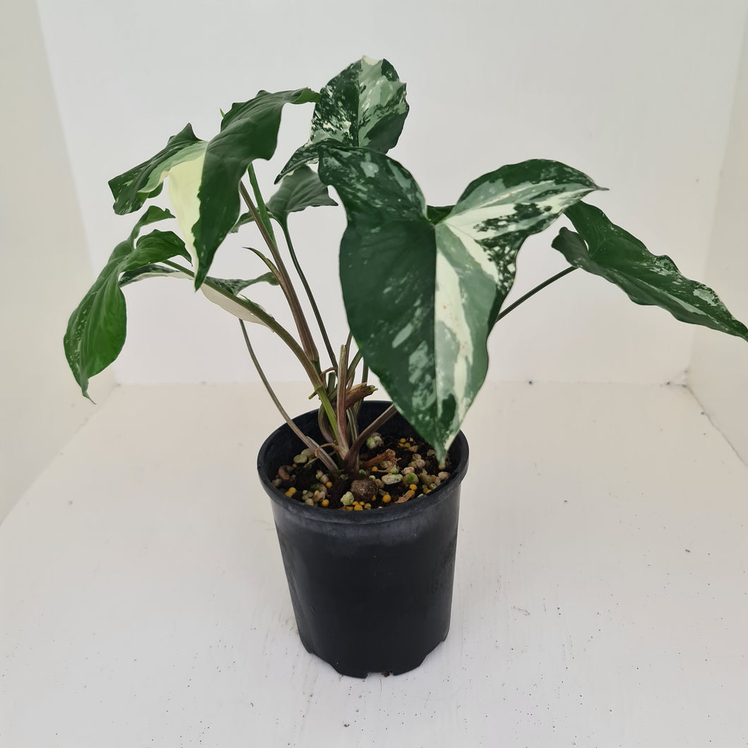 Syngonium 'Fantasy'