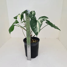 Load image into Gallery viewer, Syngonium &#39;Fantasy&#39;